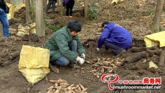 湖北英山县：林下种天麻 探索绿色致富路