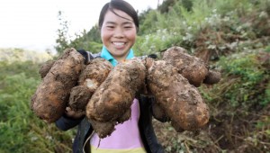 云南天麻登上第四批中國特色農(nóng)產(chǎn)品優(yōu)勢區(qū)名單