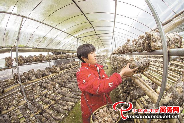 湖北竹山县：“光农互补”项目发展香菇产业