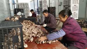 ​食用菌生产机械化农民教育培训班在湖北省房县白鹤镇堰河村成功举办