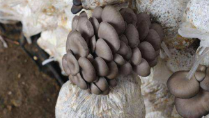 变废为宝！小小菌菇“育”出循环经济发展模式