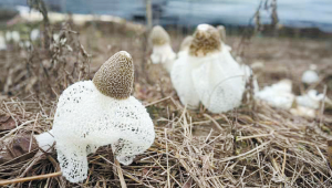 江西資溪縣：建立竹蓀產(chǎn)業(yè)種植基地 擴大種植規(guī)模