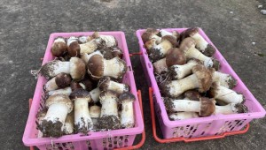 浙江省東陽市種糧大戶田間輪種大球蓋菇增效益 秸稈多級利用實現“變廢為寶”