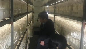 福建省古田縣食用菌產業發展中心科技服務團隊深入基層 考察食用菌產業