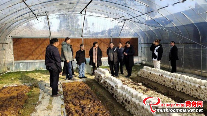 李玉院士一行到贵州省台江县调研指导食用菌产业发展