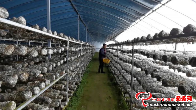 甘肃省陇西县：小香菇成为助农脱贫增收的新产业