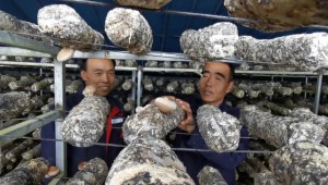 甘肅省隴西縣：小香菇成為助農脫貧增收的新產業