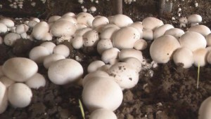 河南省上蔡縣雙孢菇喜獲豐收 銷往沿海城市