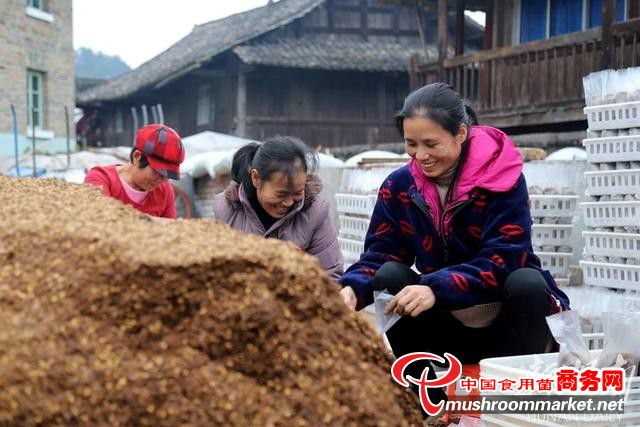 湖南省通道县：引进羊肚菌 幸福满山村