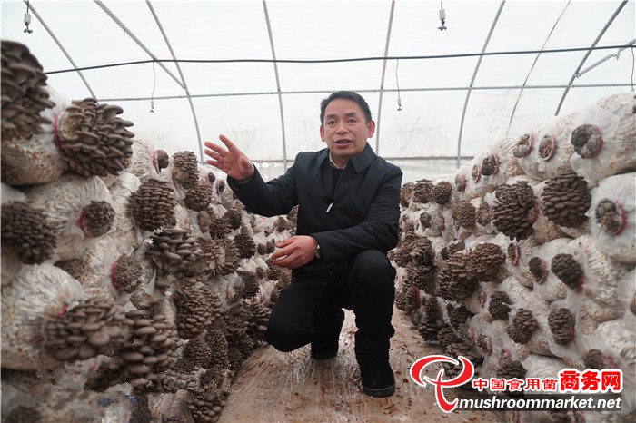 贵州省毕节市七星关区食用菌合作社发展食用菌种植产业 年产90万斤