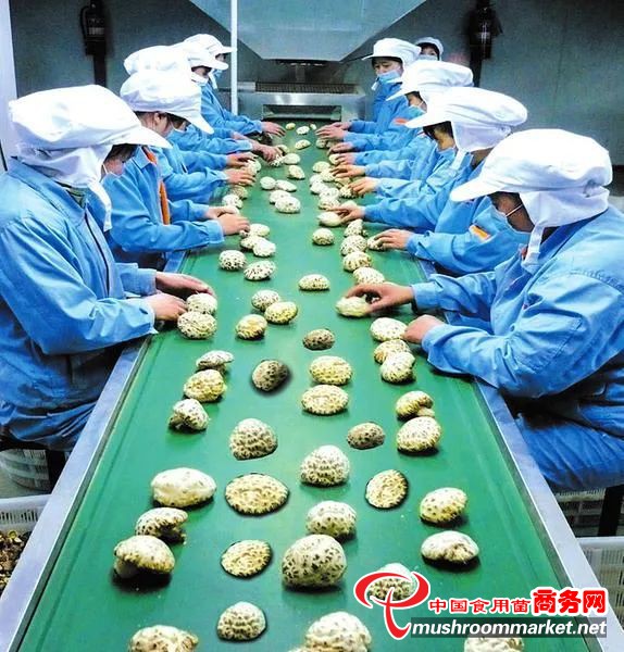 湖北省随州市香菇远销60多个国家和地区