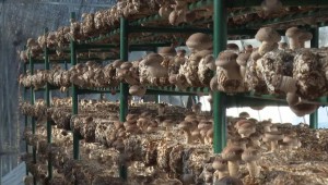浙江省龍泉市：利用處于半閑置狀態的土地率先開始種植香菇