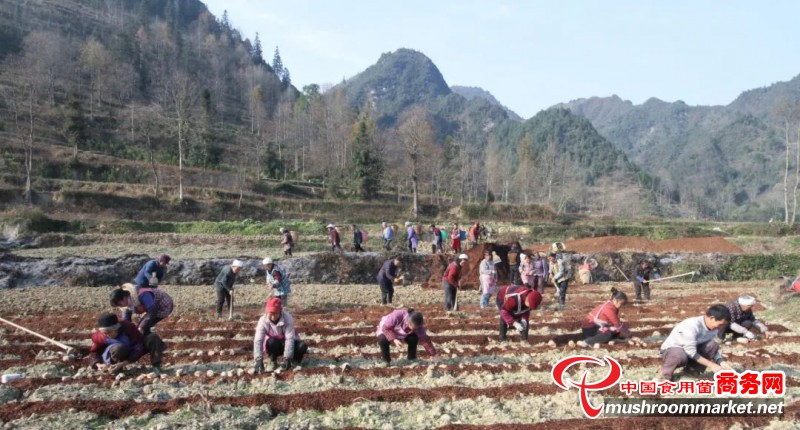 贵州省务川县：种植赤松茸 播撒新希望