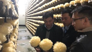 福建省古田縣率先應(yīng)用生鮮銀耳冷鏈物流技術(shù) 產(chǎn)品迅速發(fā)往全國各地