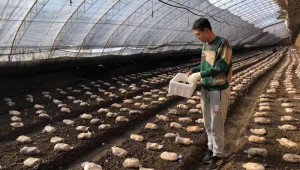 內蒙古呼和浩特市反季羊肚菌“種”出致富路