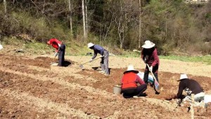 神农架天麻获国家农产品地理标志登记保护