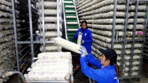 湖北省十堰市：香菇工厂化“育种” 形成规模效应