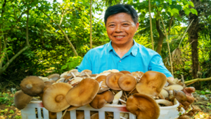 江西省廣昌縣：鼓勵農戶收集廢料蓮子殼種植食用菌 變廢為寶