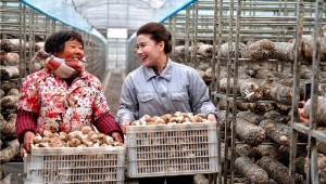 河南省汝陽縣“香菇西施”直播帶貨忙 闖出致富新路徑