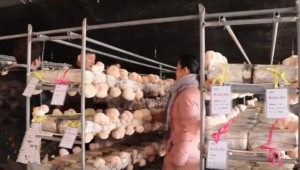 陜西省黃陵縣：認領猴頭菇菌棒 打造共享農業經濟新模式