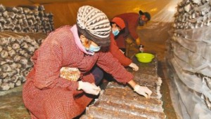 遼寧省朝陽市：提升食用菌附加值 助農增收