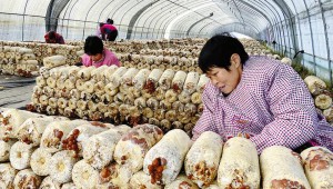 陜西省漢中市食用菌產(chǎn)業(yè)基地工人正在采摘成熟滑子菇