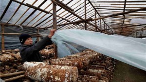 “小香菇”讓廣西毛南縣1300戶貧困戶捧上“金飯碗”