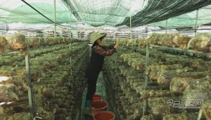福建省永安市：小蘑菇成為富民增收的“幸福菇”