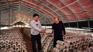 安徽省肥西县蘑菇大王丁伦保致力于食用菌产业 当选“中国好人”