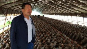 甘肅省崇信縣方盛綠色食品公司新品種“菇源一號”能夠適應(yīng)西北五省氣候