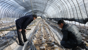 食用菌也怕冷，浙江省江山市種植戶防寒防凍措施多