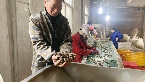 湖北省鐘祥市：挑選干香菇出售 效益不斷攀升