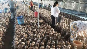 战疫情 保供应 遵化市众鑫菌业有限公司全力保障疫情期间香菇生产