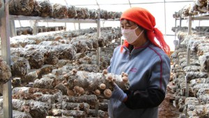 工人在甘肃省天祝县南阳山移民区食用菌产业化循环经济示范园采摘香菇
