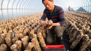 江苏省泰州市：增加产品附加值 食用菌撑起大产业