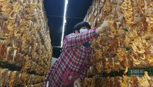 遼寧省朝陽市聯合鎮“工廠化滑子菇生產及食用菌深加工”項目基地首次出菇