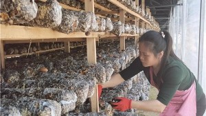 福建省永泰縣：小小香菇撐起“致富傘” 帶動(dòng)貧困戶走上脫貧致富路