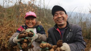 贵州省大方县：仿野生种植天麻 菇农采收忙
