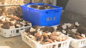 云南省保山市：千亩羊肚菌丰产 千万产值富民