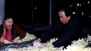 周晴晴：鄉(xiāng)村振興路上的“菌二代”