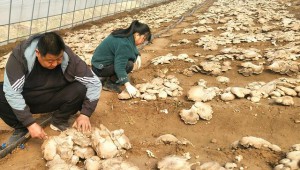 河南省郏县：种植“灵芝菇” 就业带民富