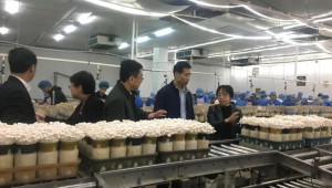 廣東省韶關市星河生物發揮科技優勢，助力北部食用菌生態發展區建設