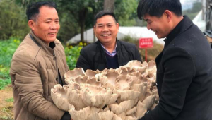 广西桂林：灵川县大棚长出一朵50斤重“灵芝菇”