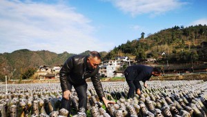 贵州省石阡县：抢抓春季气温回升时节 50万棒木耳管护忙