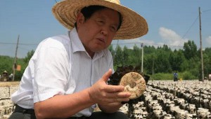“蘑菇院士”李玉：食用菌強(qiáng)國不是夢
