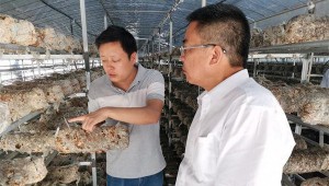 河南省光山县组织考察团到清丰县、随县考察学习食用菌产业发展经验