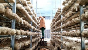 贵州省岑巩县：完善利益联结机制 带动农户参与食用菌产业发展