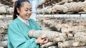 河南省靈寶市小香菇助力農民致富