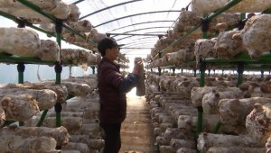 安徽省績溪縣：人勤春來早 香菇基地種植忙