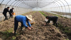 上海市嘉定區生產赤松茸 進入收獲期